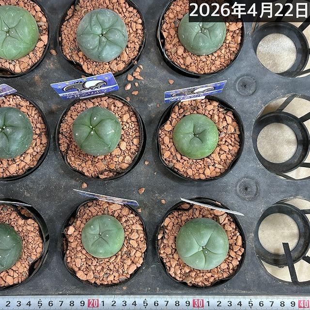 ロフォフォラ(ロホホラ) 烏羽玉 2.5号 サボテン 多肉植物 インテリア
