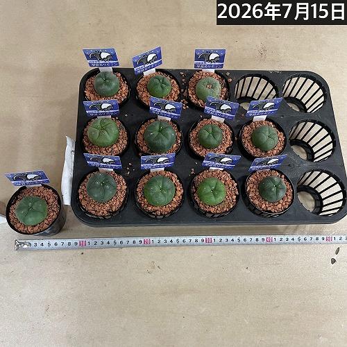 ロフォフォラ(ロホホラ) 烏羽玉 2.5号 サボテン 多肉植物 インテリア