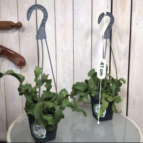 多肉植物 インテリア プラントハンガー 乾燥に強い マニア エピフィルム グアテマレンシス ４号吊り鉢 Leafs ヤフー店 通販 Yahoo ショッピング