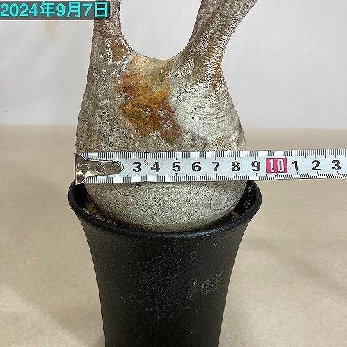 塊根植物 コーデックス パキポディウム ロスラツム グラキリス 4号丸鉢(黒）個体A(現品) インテリア 室内園芸 かっこいい ビザールプランツの画像