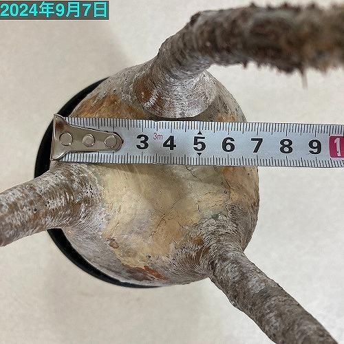 塊根植物 コーデックス パキポディウム ロスラツム グラキリス 4号丸鉢(黒）個体A(現品) インテリア 室内園芸 かっこいい ビザールプランツの画像