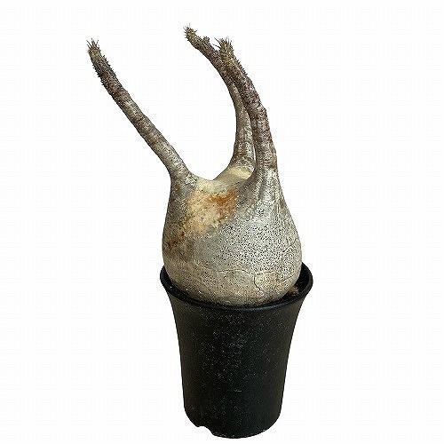 塊根植物 コーデックス パキポディウム ロスラツム グラキリス 4号丸鉢(黒）個体A(現品) インテリア 室内園芸 かっこいい ビザールプランツの画像