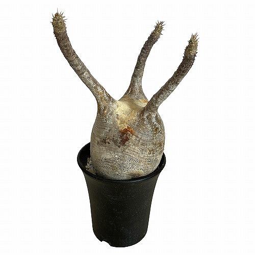 塊根植物 コーデックス パキポディウム ロスラツム グラキリス 4号丸鉢(黒）個体A(現品) インテリア 室内園芸 かっこいい ビザールプランツの画像