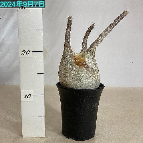 塊根植物 コーデックス パキポディウム ロスラツム グラキリス 4号丸鉢(黒）個体A(現品) インテリア 室内園芸 かっこいい ビザールプランツの画像