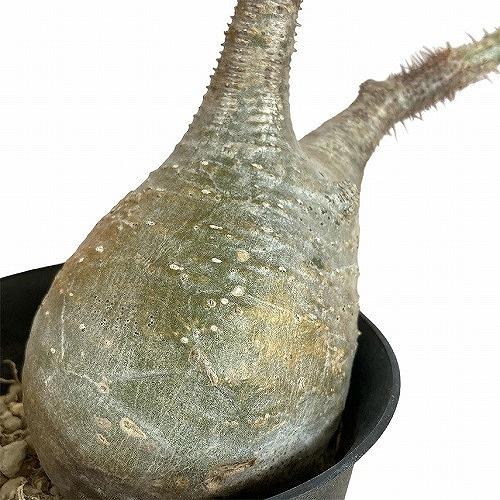 パキポディウム　グラキリス　現地球　丸株　発根済み　コーデックス植物 塊根植物 パキポディウム グラキリス 現地球発根済みが たくさん入荷しました
