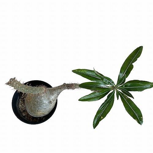 塊根植物 コーデックス パキポディウム ロスラツム グラキリス 4号丸鉢
