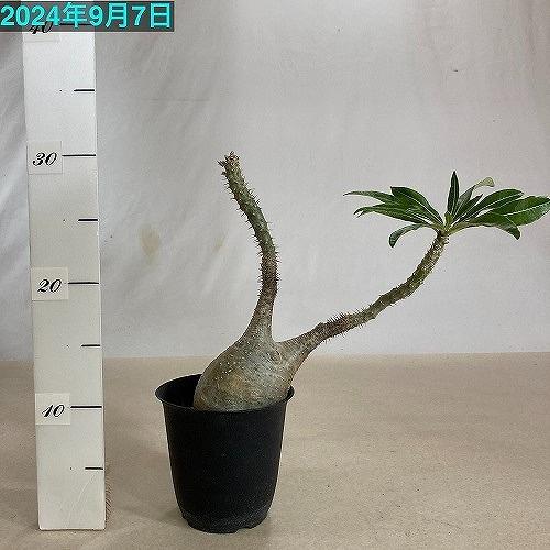 グラキリス 中株 まる型 塊根植物 黒鉢付き 発根済み パキポディウム