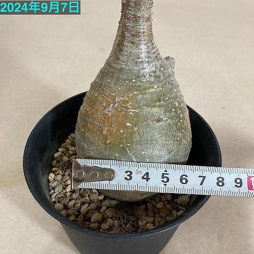 塊根植物 コーデックス パキポディウム ロスラツム グラキリス 4号丸鉢
