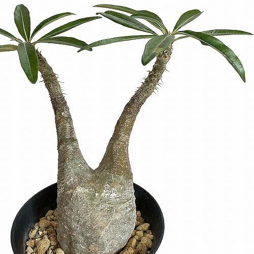 塊根植物 コーデックス パキポディウム ロスラツム グラキリス 4号丸鉢