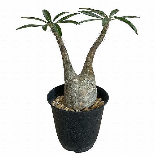 塊根植物 コーデックス パキポディウム ロスラツム グラキリス 4号丸鉢