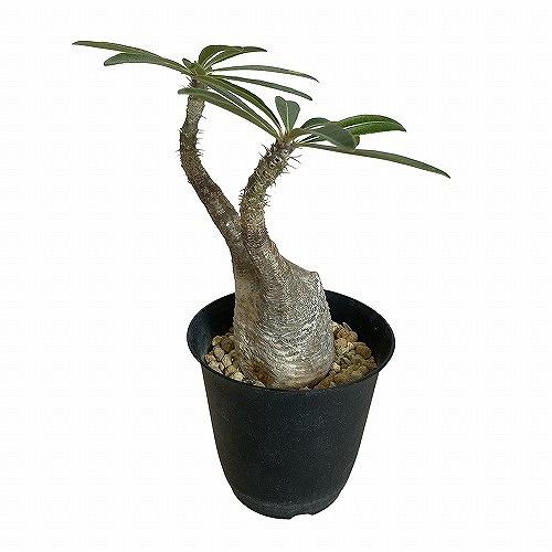 塊根植物 コーデックス パキポディウム ロスラツム グラキリス 4号丸鉢