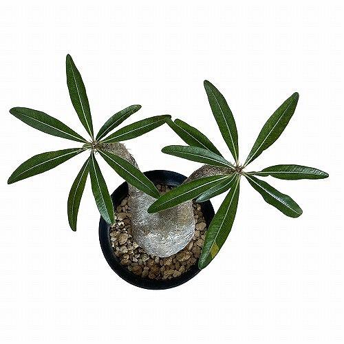塊根植物 コーデックス パキポディウム ロスラツム グラキリス 4号丸鉢