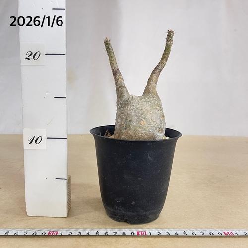 塊根植物 コーデックス パキポディウム ロスラツム グラキリス 4号丸鉢