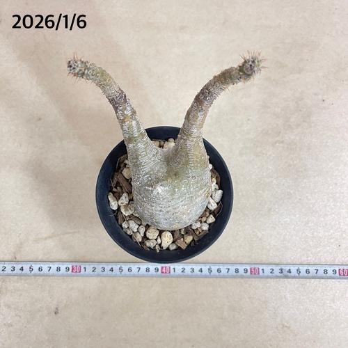 塊根植物 コーデックス パキポディウム ロスラツム グラキリス 4号丸鉢