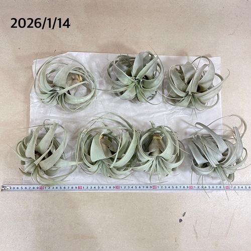 キセログラフィカ(植物・生もの) SS(ミニ) エアプランツ チランジア 観葉植物 インテリア 室内で育てる 大型種 |  | 08