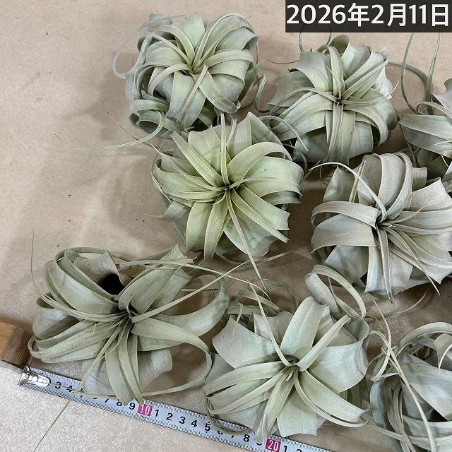 キセログラフィカ(植物・生もの) SS(ミニ) エアプランツ チランジア 観葉植物 インテリア 室内で育てる 大型種 |  | 10