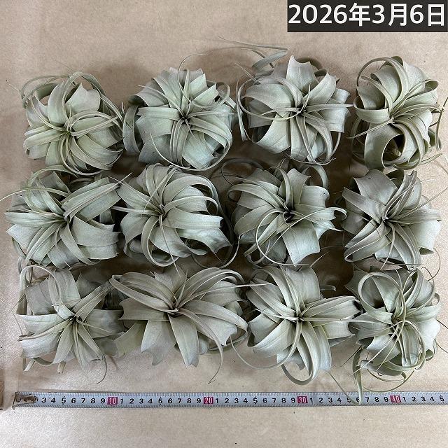 キセログラフィカ(植物・生もの) SS(ミニ) エアプランツ チランジア 観葉植物 インテリア 室内で育てる 大型種 |  | 10