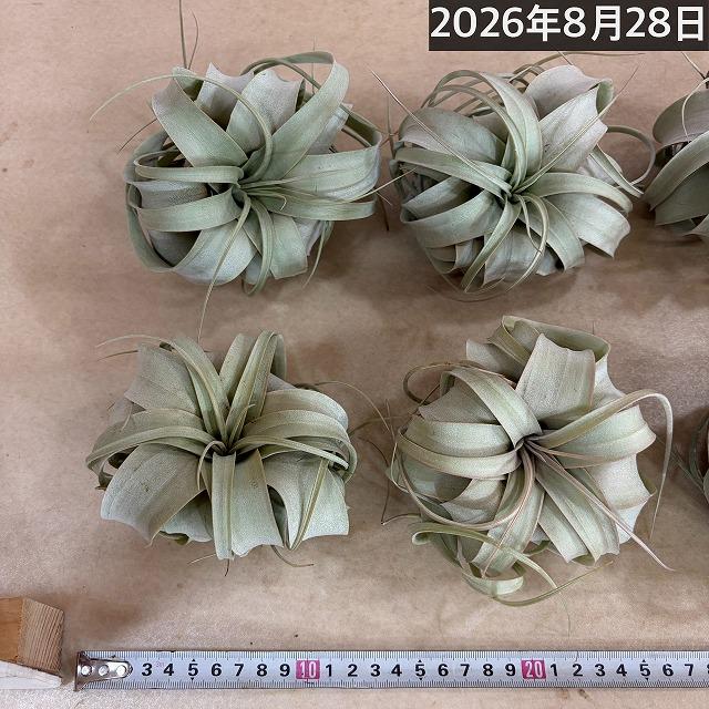 キセログラフィカ(本物) SSサイズ(形状おまかせ1株)　エアプランツ チランジア チランドシア 観葉植物 インテリアグリーン 可愛い かわいい おしゃれ 大型種 |  | 10