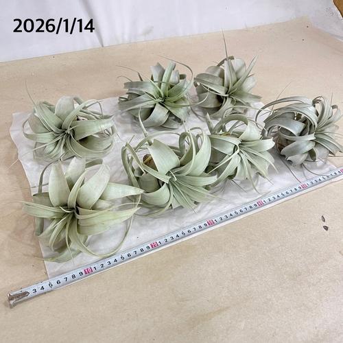 キセログラフィカ(植物・生もの) SS(ミニ) エアプランツ チランジア 観葉植物 インテリア 室内で育てる 大型種 |  | 09
