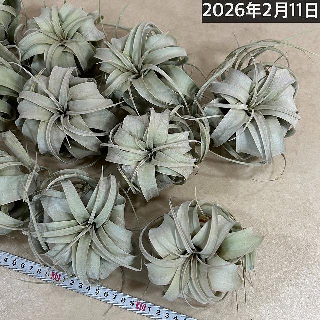 キセログラフィカ(植物・生もの) SS(ミニ) エアプランツ チランジア 観葉植物 インテリア 室内で育てる 大型種 |  | 11
