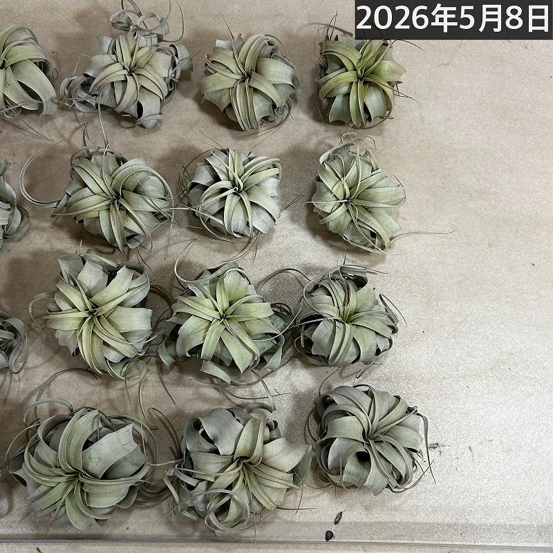 キセログラフィカ(本物) SSサイズ(形状おまかせ1株)　エアプランツ チランジア チランドシア 観葉植物 インテリアグリーン 可愛い かわいい おしゃれ 大型種 |  | 11