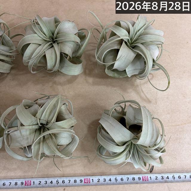 キセログラフィカ(本物) SSサイズ(形状おまかせ1株)　エアプランツ チランジア チランドシア 観葉植物 インテリアグリーン 可愛い かわいい おしゃれ 大型種 |  | 11