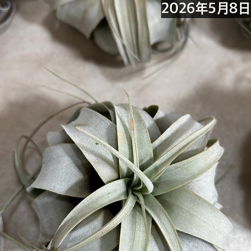 キセログラフィカ(本物) SSサイズ(形状おまかせ1株)　エアプランツ チランジア チランドシア 観葉植物 インテリアグリーン 可愛い かわいい おしゃれ 大型種 |  | 12