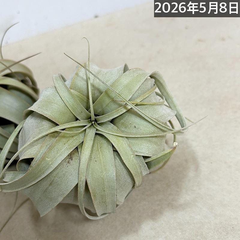 キセログラフィカ(本物) SSサイズ(形状おまかせ1株)　エアプランツ チランジア チランドシア 観葉植物 インテリアグリーン 可愛い かわいい おしゃれ 大型種 |  | 13