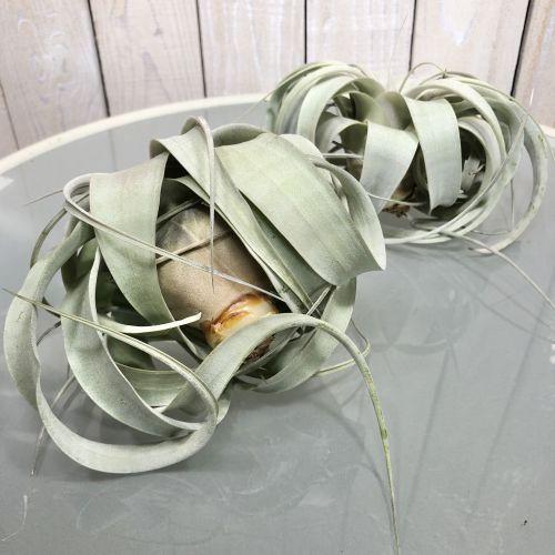 キセログラフィカ(植物・生もの) SS(ミニ) エアプランツ チランジア 観葉植物 インテリア 室内で育てる 大型種 |  | 02