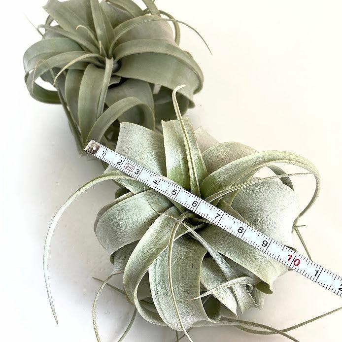 キセログラフィカ(植物・生もの) SS(ミニ) エアプランツ チランジア 観葉植物 インテリア 室内で育てる 大型種 |  | 03
