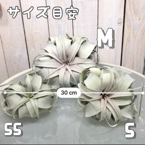 キセログラフィカ(植物・生もの) SS(ミニ) エアプランツ チランジア 観葉植物 インテリア 室内で育てる 大型種 |  | 04