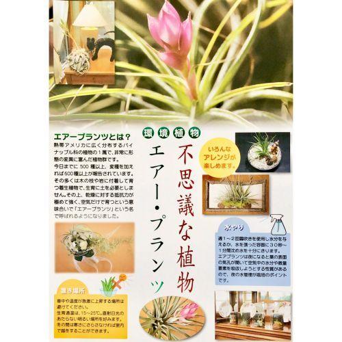 キセログラフィカ(植物・生もの) SS(ミニ) エアプランツ チランジア 観葉植物 インテリア 室内で育てる 大型種 |  | 06