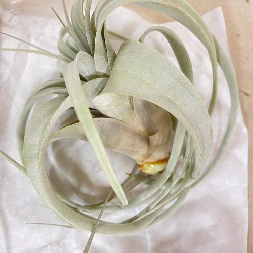 キセログラフィカ(植物・生もの) SS(ミニ) エアプランツ チランジア 観葉植物 インテリア 室内で育てる 大型種 |  | 11