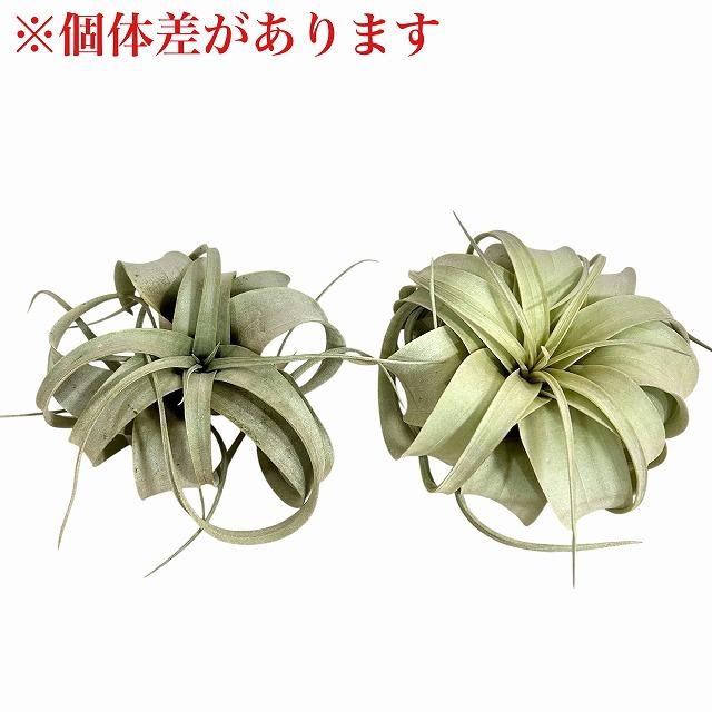 キセログラフィカ(植物・生もの) SS(ミニ) エアプランツ チランジア 観葉植物 インテリア 室内で育てる 大型種 |  | 06