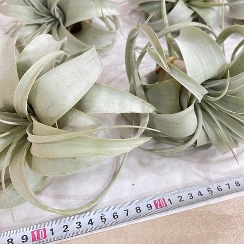 キセログラフィカ(植物・生もの) SS(ミニ) エアプランツ チランジア 観葉植物 インテリア 室内で育てる 大型種 |  | 10