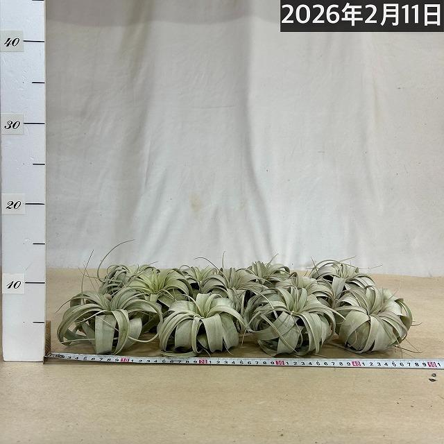 キセログラフィカ(植物・生もの) SS(ミニ) エアプランツ チランジア 観葉植物 インテリア 室内で育てる 大型種 |  | 08