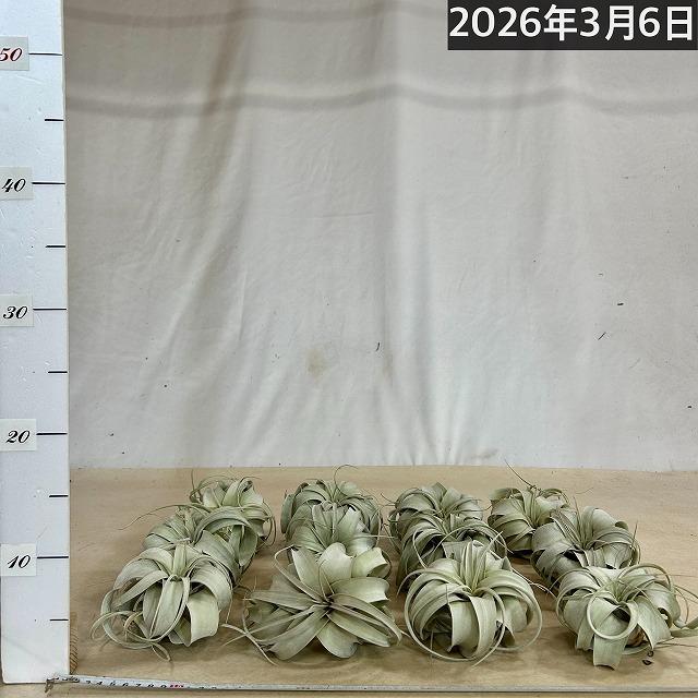 キセログラフィカ(植物・生もの) SS(ミニ) エアプランツ チランジア 観葉植物 インテリア 室内で育てる 大型種 |  | 08