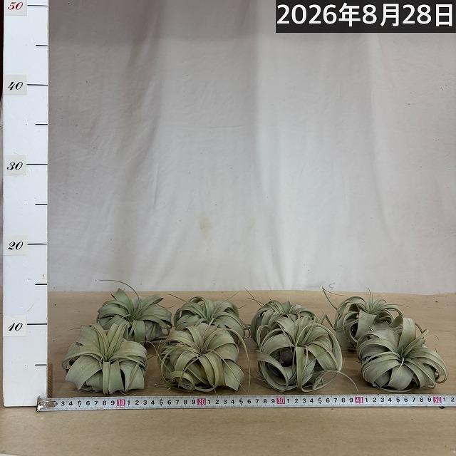 キセログラフィカ(本物) SSサイズ(形状おまかせ1株)　エアプランツ チランジア チランドシア 観葉植物 インテリアグリーン 可愛い かわいい おしゃれ 大型種 |  | 08
