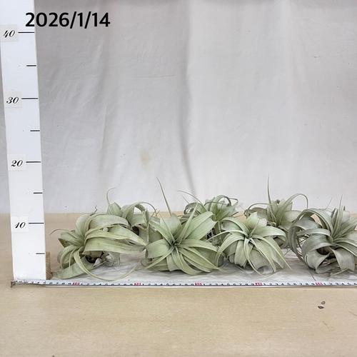キセログラフィカ(植物・生もの) SS(ミニ) エアプランツ チランジア 観葉植物 インテリア 室内で育てる 大型種 |  | 07