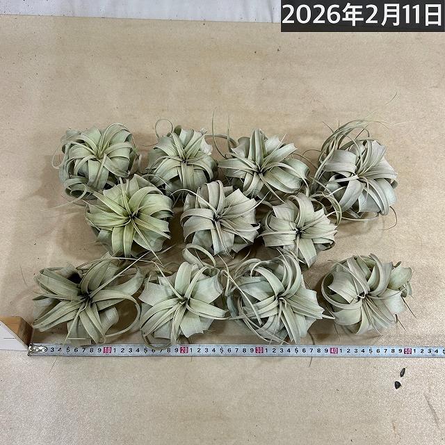 キセログラフィカ(植物・生もの) SS(ミニ) エアプランツ チランジア 観葉植物 インテリア 室内で育てる 大型種 |  | 09