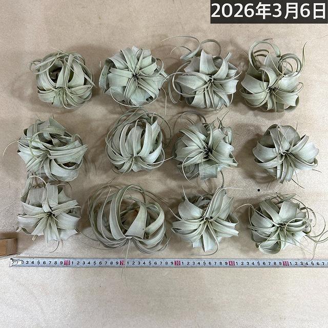 キセログラフィカ(植物・生もの) SS(ミニ) エアプランツ チランジア 観葉植物 インテリア 室内で育てる 大型種 |  | 09