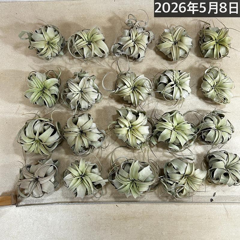 キセログラフィカ(本物) SSサイズ(形状おまかせ1株)　エアプランツ チランジア チランドシア 観葉植物 インテリアグリーン 可愛い かわいい おしゃれ 大型種 |  | 09