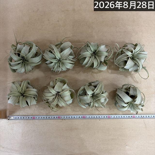 キセログラフィカ(本物) SSサイズ(形状おまかせ1株)　エアプランツ チランジア チランドシア 観葉植物 インテリアグリーン 可愛い かわいい おしゃれ 大型種 |  | 09