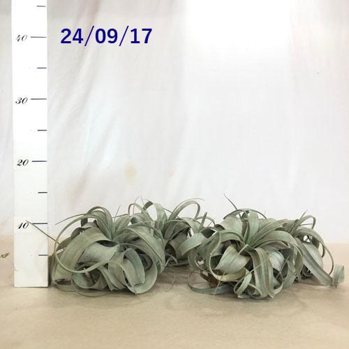 キセログラフィカ(本物) Mサイズ 形状おまかせ エアプランツ エアー