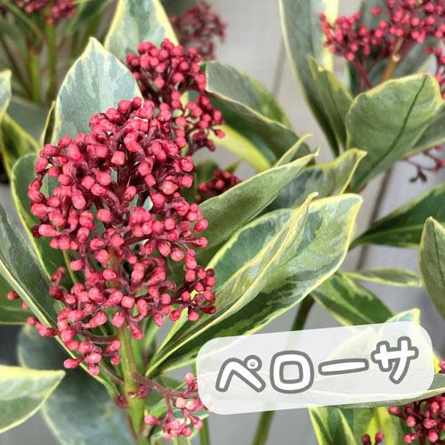 植物 花苗 斑入り クリスマス おしゃれ スキミア ペローサ ３ ３ ５号 Leafs ヤフー店 通販 Yahoo ショッピング