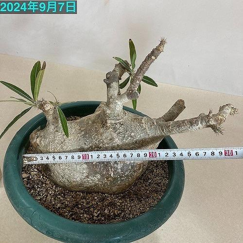 塊根植物 コーデックス 訳あり パキポディウム ロスラツム グラキリス
