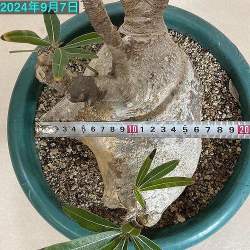 塊根植物 コーデックス 訳あり パキポディウム ロスラツム グラキリス
