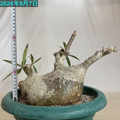 塊根植物 コーデックス 訳あり パキポディウム ロスラツム グラキリス