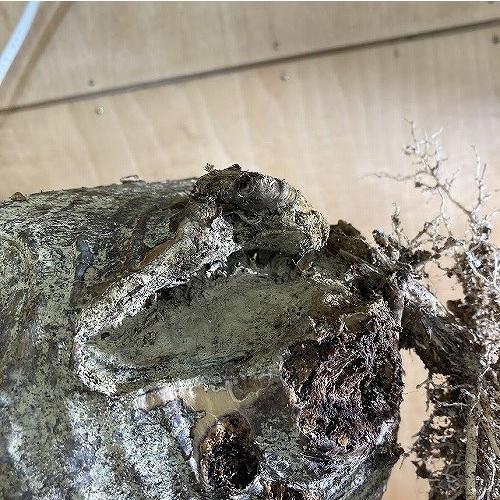 塊根植物 コーデックス 訳あり パキポディウム ロスラツム グラキリス