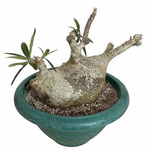 塊根植物 コーデックス 訳あり パキポディウム ロスラツム